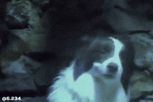 Dog GIF