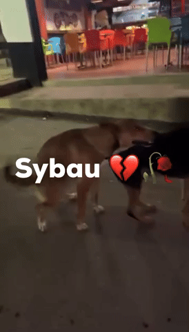 Dog GIF