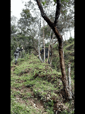 Specialty Coffee GIF