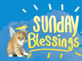 Video gif. In front of a faded blue cloud background, a kitten with wings and a halo bats at a cartoon sparkle. Jittering gold text, "Sunday Blessings."