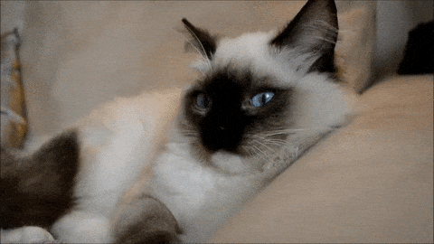 giphy-downsized-large.gif