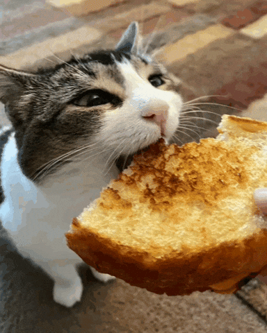 Hungry Cat GIF