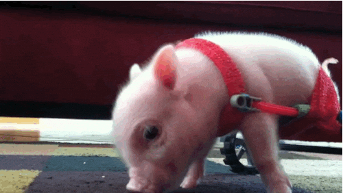 baby pig GIF - baby pig GIF