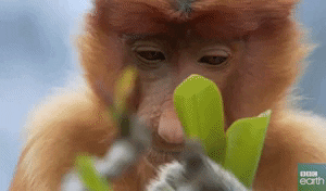 sad monkey GIF by BBC Earth