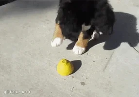 강아지 레몬