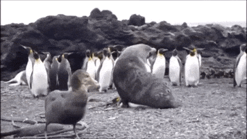 Rutherford  GIF