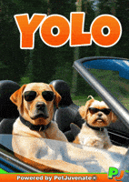 Yolo Lets Do This Cute Gif Bucket List Pj Petjuvenate GIF by PetJuvenate - PJ