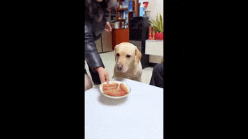Dog GIF