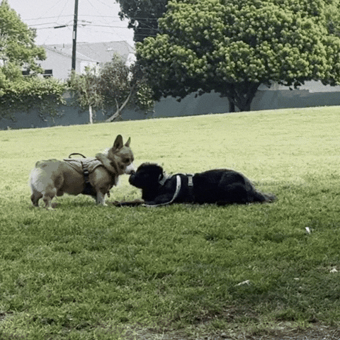 Corgi Cute Dog GIF