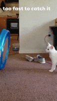 Hilarious Cat Face In Yogurt Cup GIFs - Find & Share on GIPHY