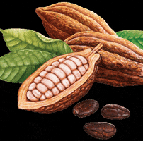 Chocolate Cocoa GIF by Chocoworld