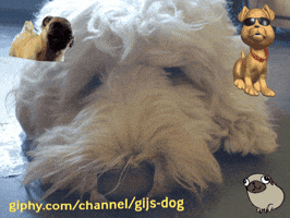 Dog GIF