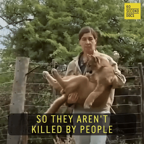 Animal Rescue GIF by 60 Second Docs