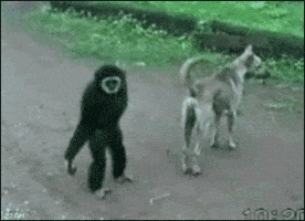 Monkey trolling a dog
