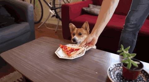 Dog Pizza GIF - Find & Share on GIPHY