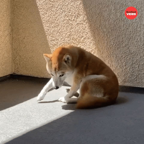 Dog Relaxing GIF by BuzzFeed