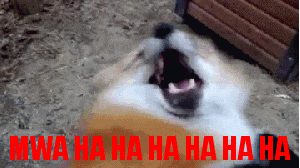laugh