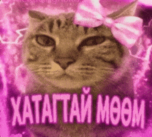 Cat Mongolia GIF