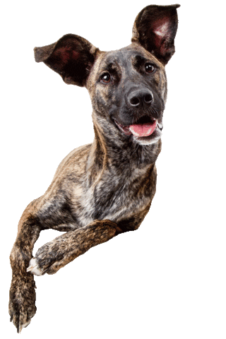 ZOZO Pets Sticker