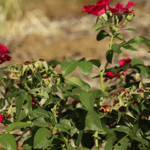 Easy Elegance Roses GIF