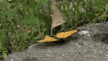 Yellow Coster Butterfly GIF