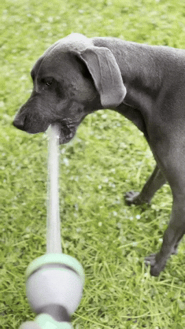 Water GIF
