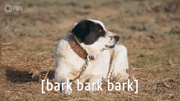Episode 2 Dog GIF by PBS