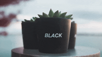 Flowers Love GIF by Plant Economy