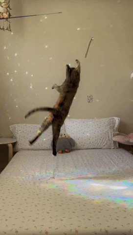 Cat GIF
