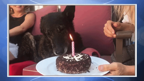 dog eating cake gif