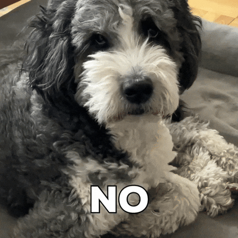 Bernedoodle No GIF