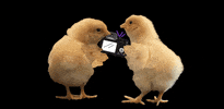 mtboxdesigns chicks two chicks mt box designs GIF
