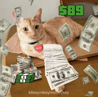 Funny Cat GIF