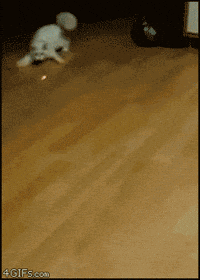 Cats-funny-ozu GIFs - Get the best GIF on GIPHY Cats-funny-ozu GIFs - Get the best GIF on GIPHY