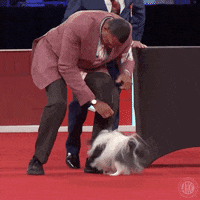 Japanese-chin GIFs - Get the best GIF on GIPHY Japanese-chin GIFs - Get the best GIF on GIPHY