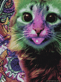tripping cat gif