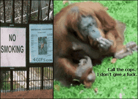 monkey smoking GIF