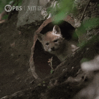 Pbs Nature Baby GIF by Nature on PBS