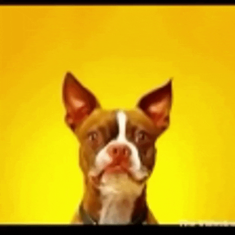 dog smile GIF by The Videobook