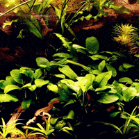Plant GIF by AquariumMe
