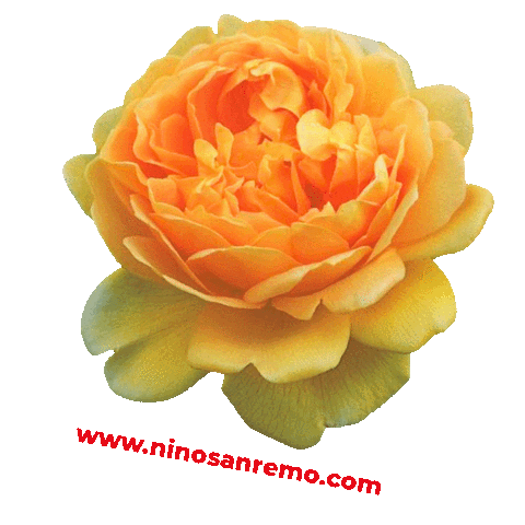 Nino Sanremo Sticker