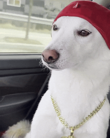 Jindo GIF