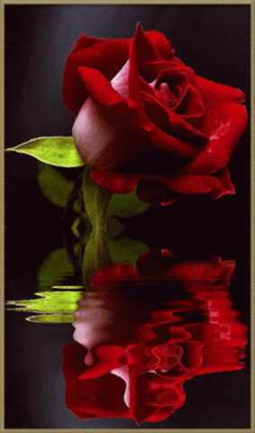 rose GIF