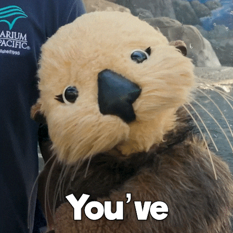 Shocked Wait What GIF by Aquarium of the Pacific