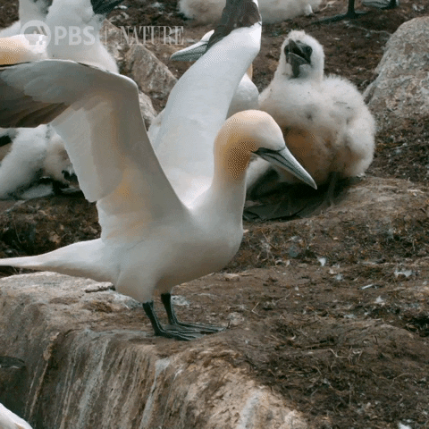 Pbs Nature Reaction GIF by Nature on PBS