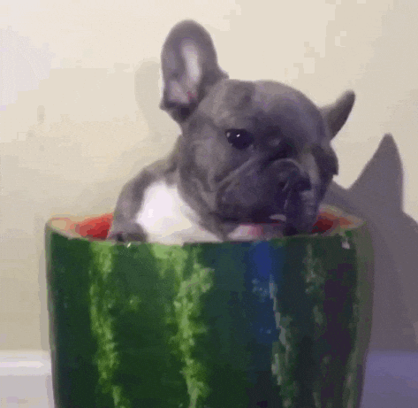 French Bulldog GIF - Find & Share on GIPHY