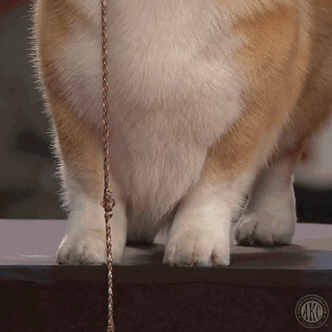 Unveiling Dog Show GIF by American Kennel Club