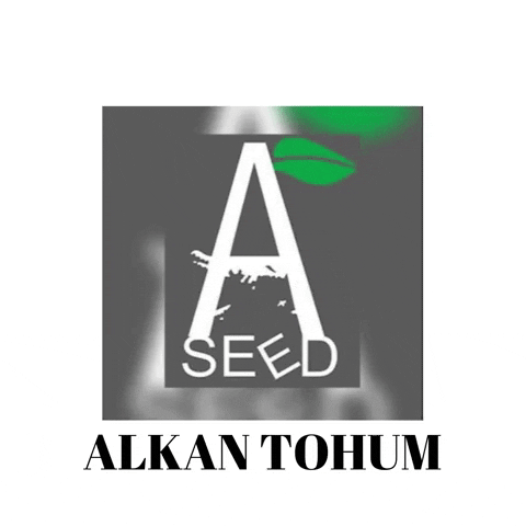 Alkantohum wheat organik tarım tohum GIF