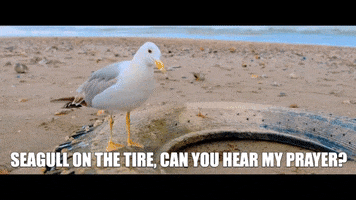 Seagull GIF