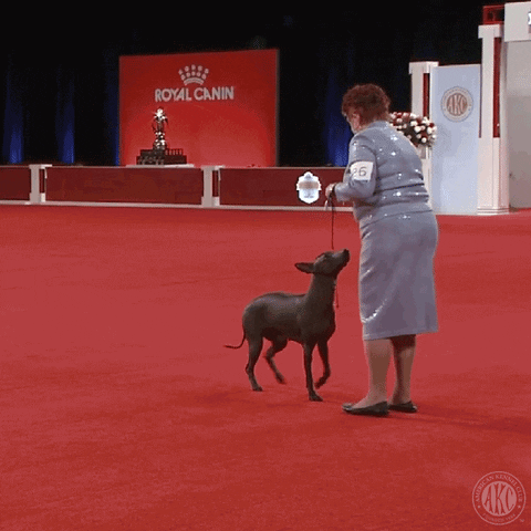 Excited Dog Show GIF by American Kennel Club